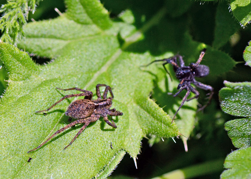 Pardosa sp.  - Campo Felice (AQ)
